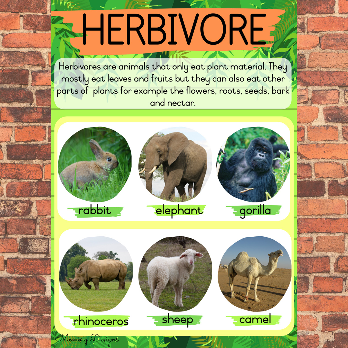 Herbivore, omnivore and Carnivore Layout